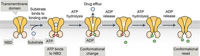 Chemoresistance and Metastasis in Breast Cancer Molecular Mechanisms and Novel Clinical Strategies